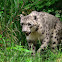 Snow Leopard