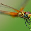 Ruddy Marsh Skimmer (female)