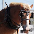 Belgian Draft Horse