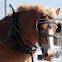 Belgian Draft Horse