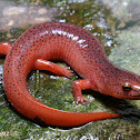 Red Salamander