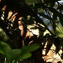 Picapauzinho-verde-carijo