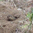 CA Common Gopher