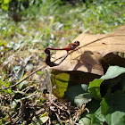 Dragonflies