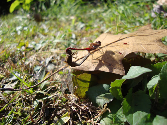 Spotting Image 1