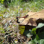 Dragonflies