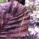 Walking stick