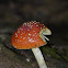 Amanita parcivolvata