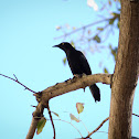 Brewer's Blackbird