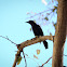 Brewer's Blackbird