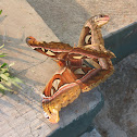 atlas moth