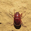 Rose chafer