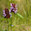 Self-Heal