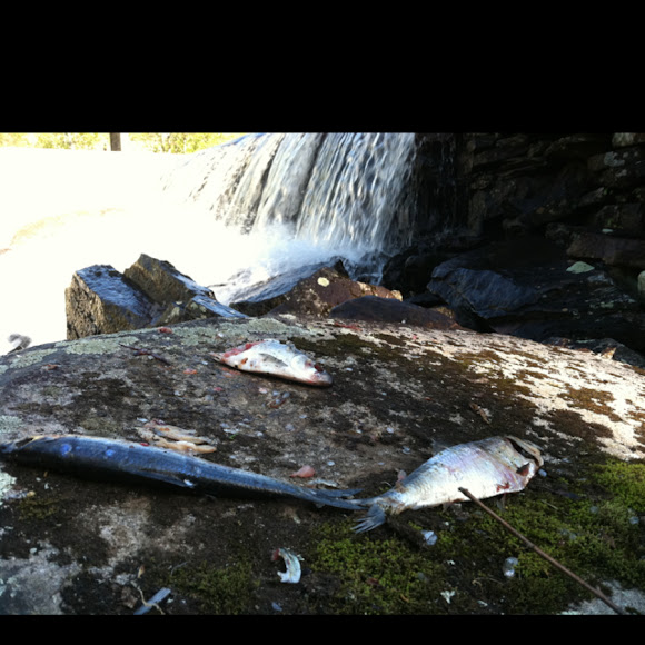 Spotting Image 1