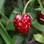 Woodland Strawberry