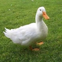Urban Nature - Ducks @ Tecnohub