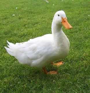 Spotting Image 1