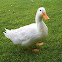 Urban Nature - Ducks @ Tecnohub