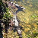 American alligator