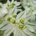 Variegated Spurge