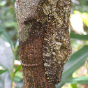 Leaf-tailed Gecko