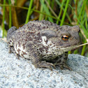 Common toad