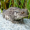 Common toad