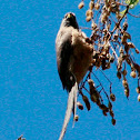 Speckled Mousebird