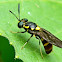 soldier fly