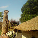 Meerkat