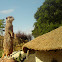 Meerkat
