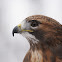 Red-tailed Hawk