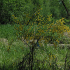Scotch Broom