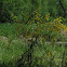 Scotch Broom