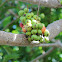 Cluster Fig