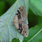Large Twin-spot Carpet
