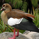 Egyptian Goose