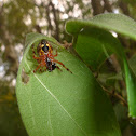 Spider