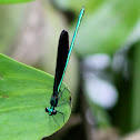 Ebony Jewelwing