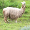 Llama