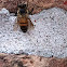 Honey bee