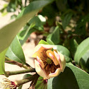 Osmanthis