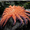 Sunflower sea star