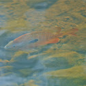 Longear sunfish