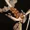 Unknown Nest and Eggs