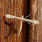 White Plume Moth