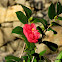 Japanese camellia