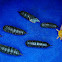 Anisota virginiensis virginiensis