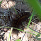 yellow woolly bear