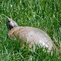 Red-eared slider